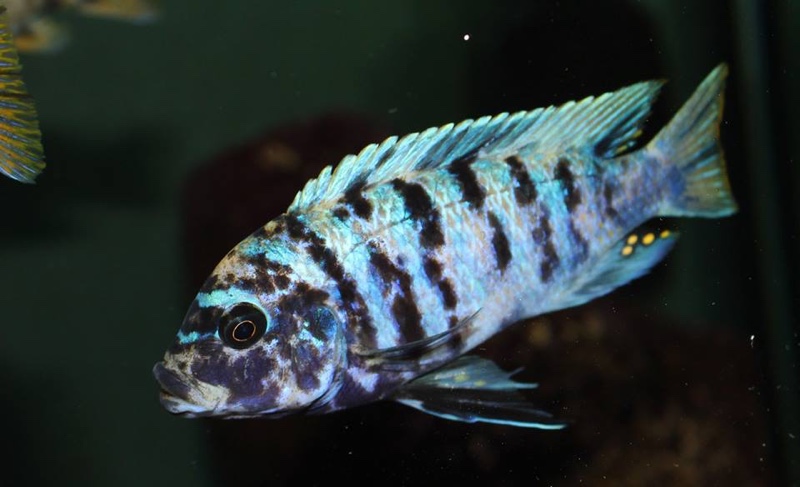 Maylandia zebra 'Likoma Island'